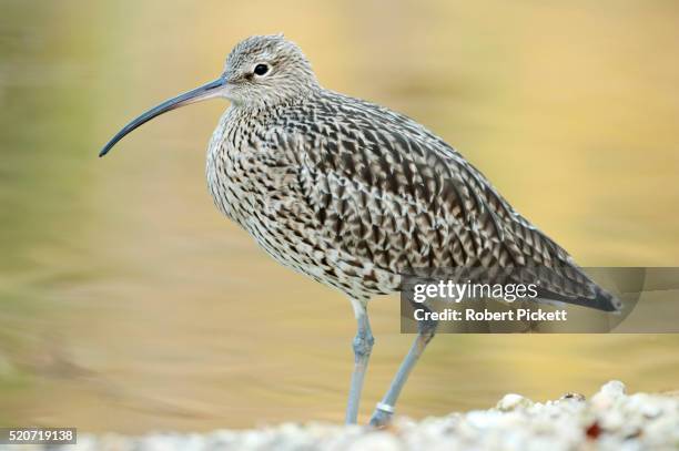 curlew, numenius arquata, lincolnshire, uk - contea di lincoln inghilterra foto e immagini stock