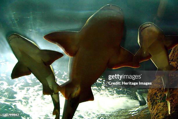 Basking sharks in the aquarium, Loro Parque, Tenerife, Canary Islands, 2007. Loro Parque is a zoo located on the outskirts of Puerto de la Cruz.