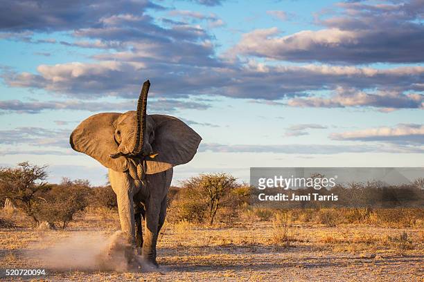 an elephant bull kicking up sand as a warning after a mock charge - southern africa photos et images de collection