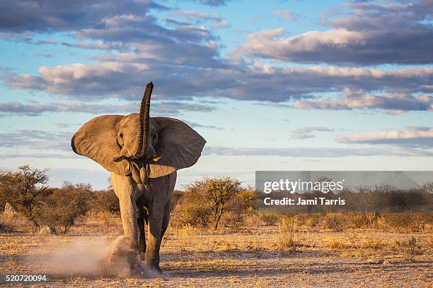 an elephant bull kicking up sand as a warning after a mock charge - olifant stockfoto's en -beelden