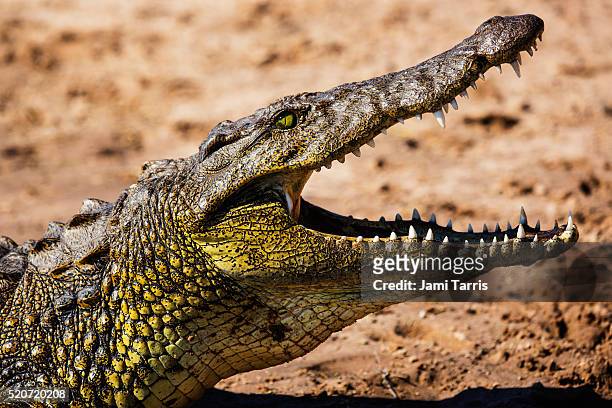 a sideview portrait of the head of a nile crocodile - crocodile ストックフォトと画像