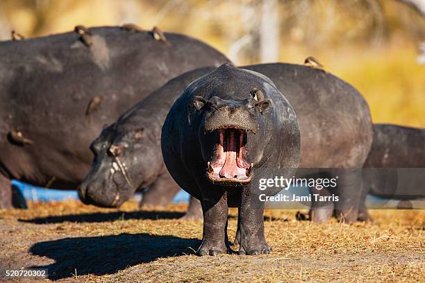 threat display by a hippo calf in a hippo pool - baby hippo stock pictures, royalty-free photos & images