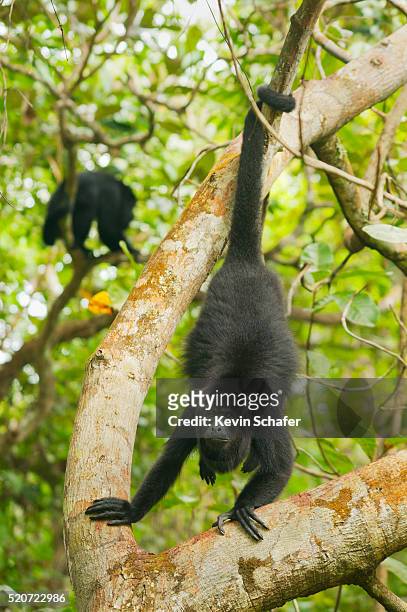 mexican black howler monkey (alouatta pigra) endangered, wild, community baboon sanctuary, belize - howler stock pictures, royalty-free photos & images