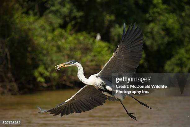 cocoi heron in flight - pantanal stockfoto's en -beelden