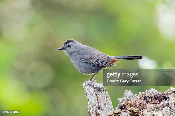 gray catbird - gray catbird stock pictures, royalty-free photos & images