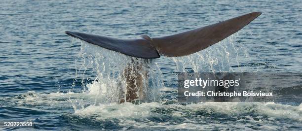 mexico, baja california, diving sperm whale - sperm whale stock pictures, royalty-free photos & images