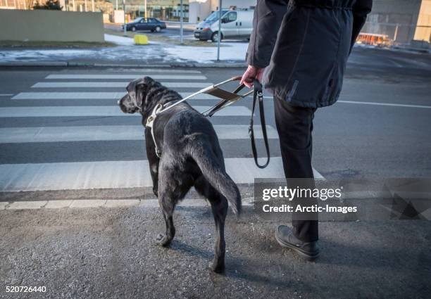 black labrador retriever leading a blind person across the street - love is blind stock-fotos und bilder