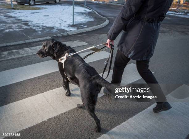 black labrador retriever leading a blind person across the street - love is blind stock-fotos und bilder