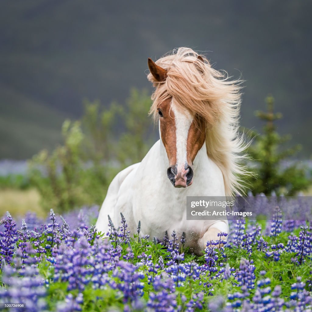 Horse running by lupines