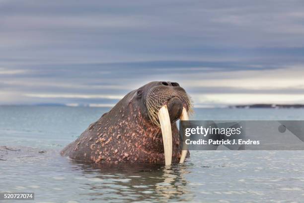 walrus in the water - tusk stock pictures, royalty-free photos & images