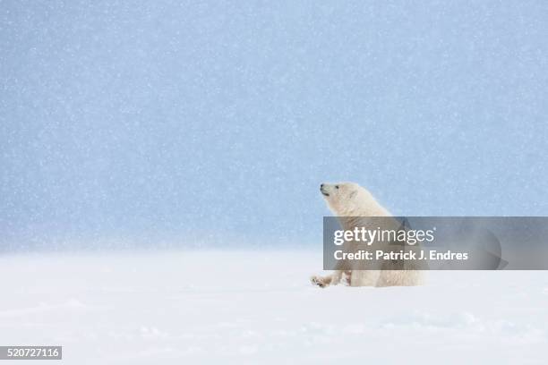 polar bear cub in falling snow. - bear on white stock-fotos und bilder