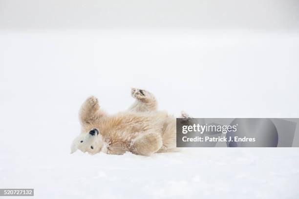 polar bear cub rolls in the snow - allongé sur le dos photos et images de collection