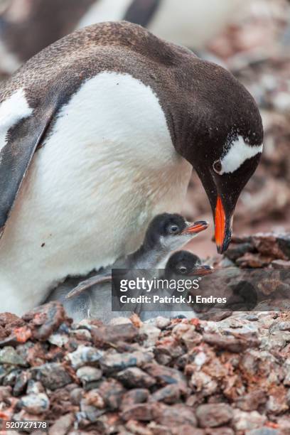 gentoo penguin and two chicks - small group of animals stock pictures, royalty-free photos & images