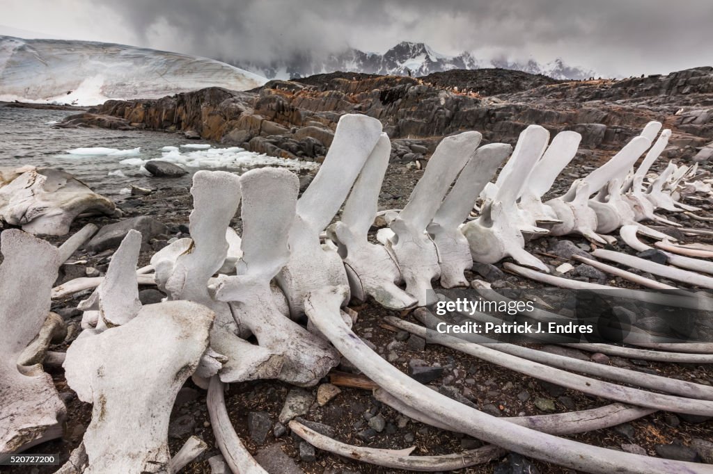 Whale skeleton