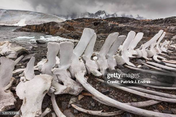 whale skeleton - human vertebra 個照片及圖片檔