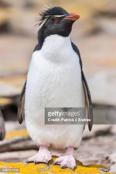 rockhopper penguin - einzelnes tier stock-fotos und bilder