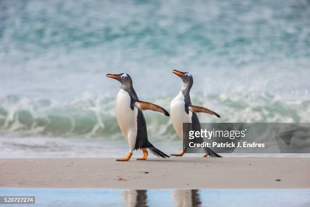 2 gentoo penguins walking - falkland islands stock pictures, royalty-free photos & images