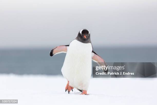gentoo penguins, pygoscelis papua - penguins foto e immagini stock