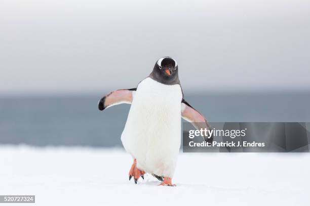 gentoo penguins, pygoscelis papua - pinguïn stockfoto's en -beelden