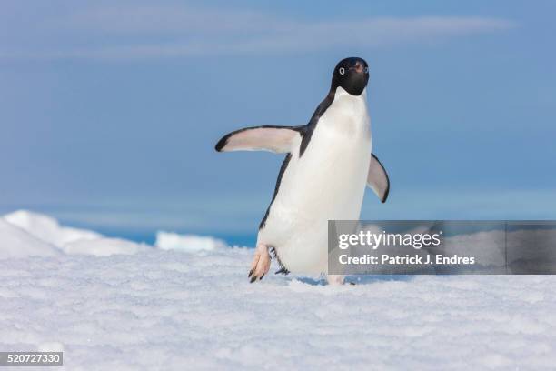 lone adelie penguin walking - patrick walker stock pictures, royalty-free photos & images