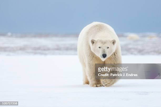 polar bear - einzelnes tier stock-fotos und bilder