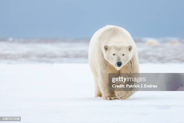 polar bear - oso polar fotografías e imágenes de stock