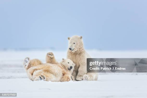 polar bears play fighting - 肉食哺乳動物の子 ストックフォトと画像