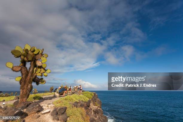 south plaza island - galapagos stockfoto's en -beelden