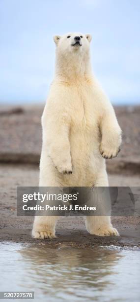 polar bear standing - bear on white stock-fotos und bilder