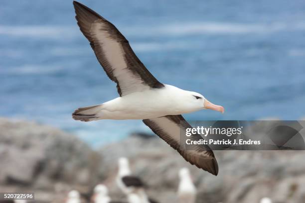 albatross in flight - albatros - fotografias e filmes do acervo