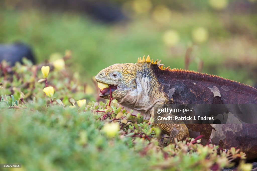 Land iguana