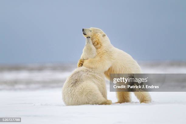 polar bears play fighting - cute animals cuddling photos et images de collection