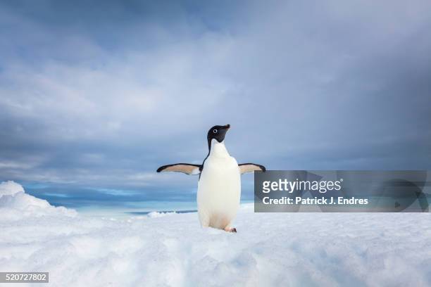 lone adelie penguin on iceberg - pinguin stock-fotos und bilder