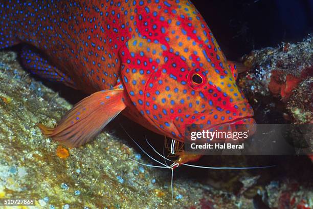 Cleaner Fish Stock Fish Cleaner Shrimp Photos and Premium High Res Pictures - Getty Images