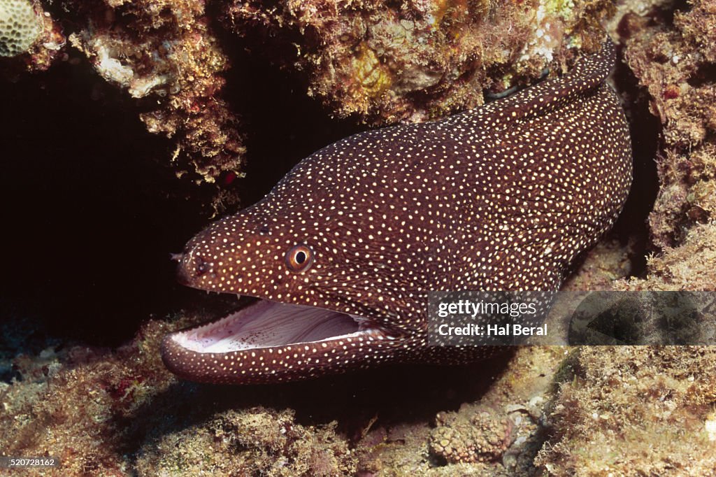 Whitemouth Moray Eel