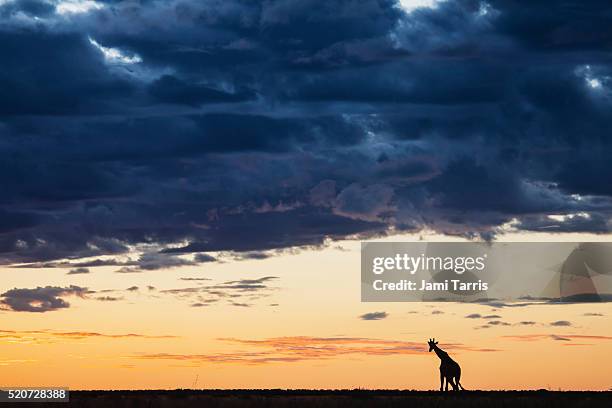 southern giraffe silhouette walking against a red kalahari sunset - kalahari desert stock pictures, royalty-free photos & images