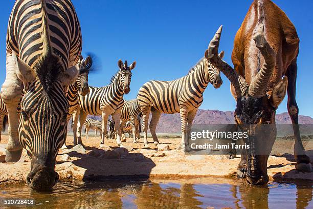 hartebeest and zebra in the namib desert approaching a water hole, front view - désert du namib photos et images de collection