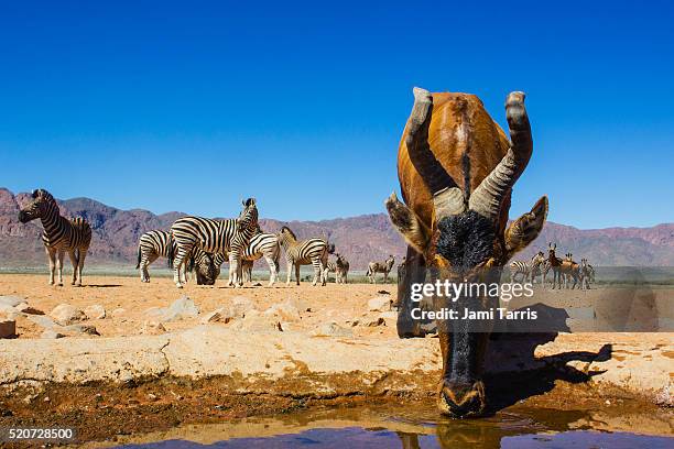 hartebeest and zebra in the namib desert approaching a water hole, front view, eye contact, wide ang - hartebeest stock pictures, royalty-free photos & images