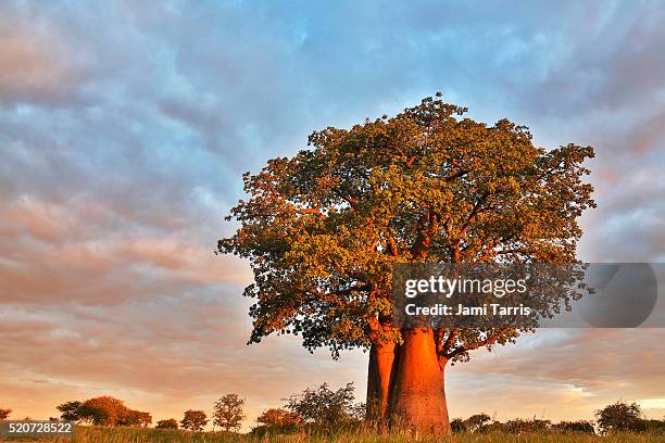 in the cloudy wet season, a baobab tree is full of green leaves - kalahari desert stock pictures, royalty-free photos & images