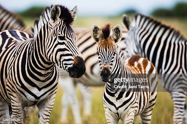 a young zebra foal looks up from the protection of the herd, eye contact, - zebra herd stock-fotos und bilder