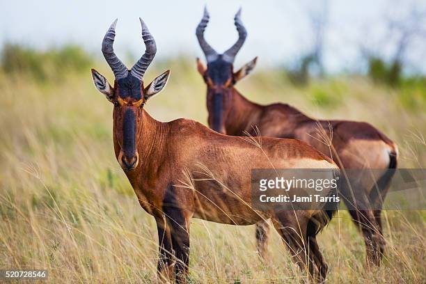 a pair of hartebeest in the kalahari, eye contact, side view - hartebeest stock pictures, royalty-free photos & images