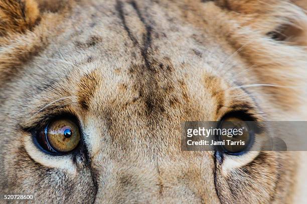 close-up of a female lioness' eyes - kalahari desert stock pictures, royalty-free photos & images