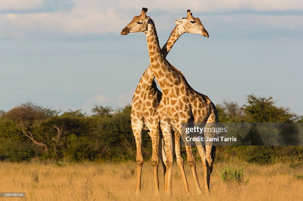 Southern giraffe standing closely together and crossing necks during play