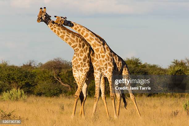 southern giraffe standing closely together looking and leaning out in same direction - girafa da áfrica do sul girafa - fotografias e filmes do acervo