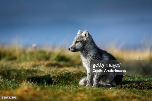 arctic fox, iceland - arctic fox cub stock pictures, royalty-free photos & images