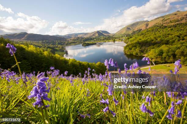 bluebells on loughrigg terrace, lake district, uk. - lake district stock-fotos und bilder