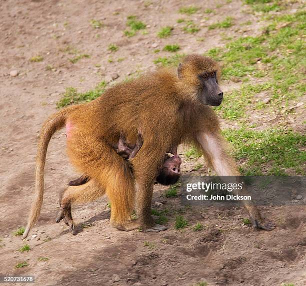 guinea baboons - guinea baboons stock pictures, royalty-free photos & images