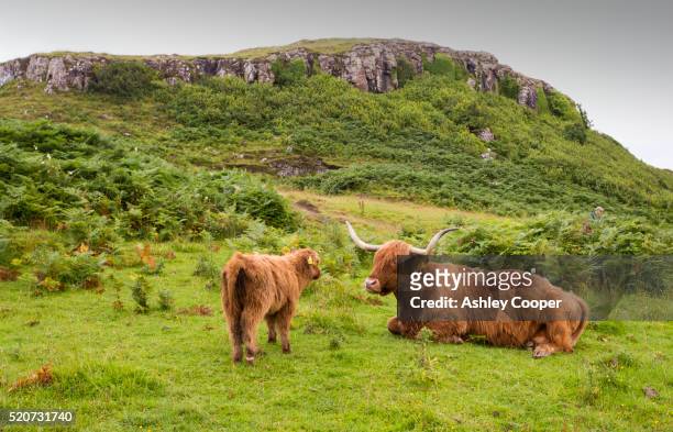 highland cattle mother and calf near tobermory, isle of mull, scotland, uk. - highland cow stockfoto's en -beelden