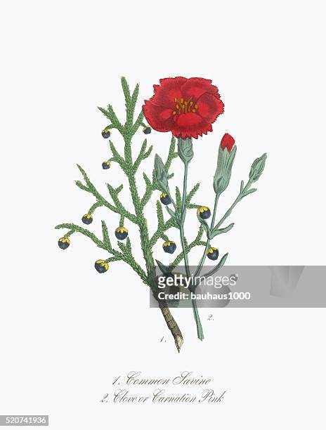 viktorianische botanischer abbildung eines savine und nelken und nelke - carnation flower stock-grafiken, -clipart, -cartoons und -symbole