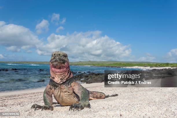 marine iguana - galapagos land iguana stock-fotos und bilder